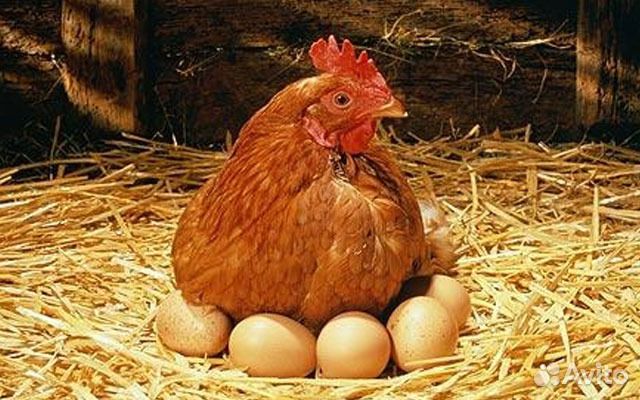 Молодняк кур несушек