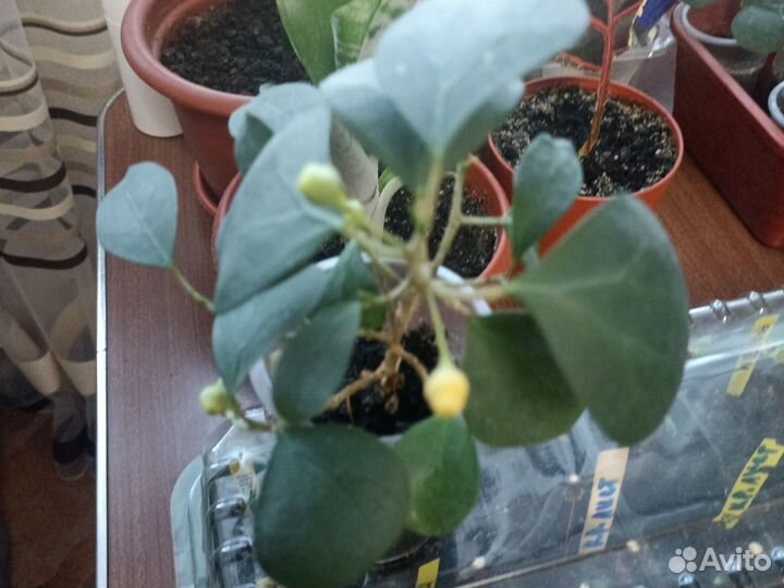 Фикус разнолистный