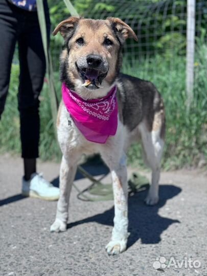 Собака в добрые руки отдам бесплатно