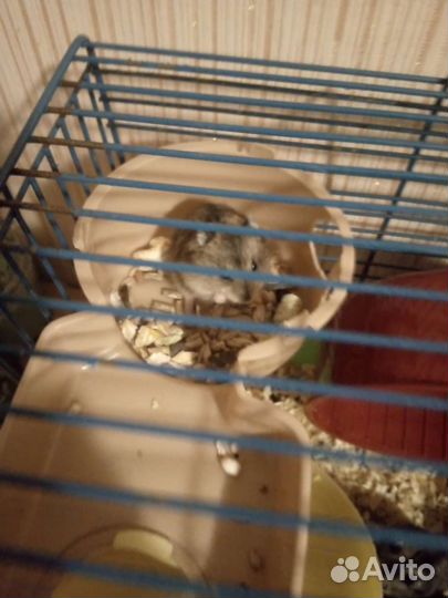 Джунгарский хомяк