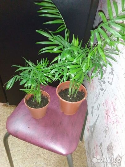 Хамедорея элеганс