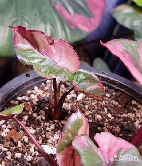 Алоказия Серендипити