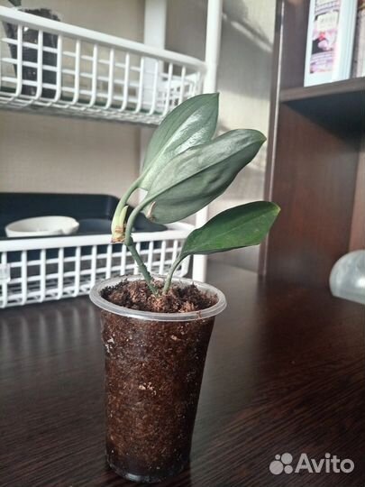 Сциндапсус дарк форм