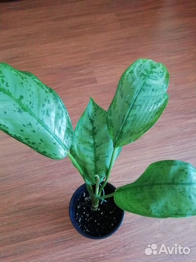 Синг ред спот триколор, фелодендрон, эписция