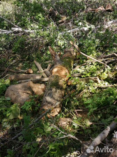 Спил деревьев