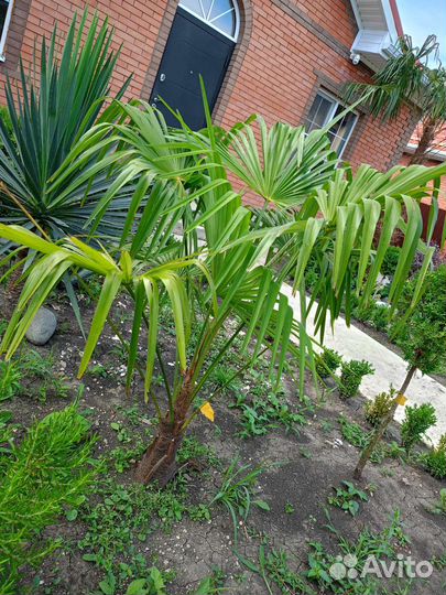 Пальма трахикарпус