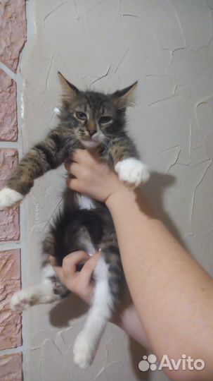 Котенок ищет дом