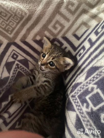 Котенок девочка в добрые руки
