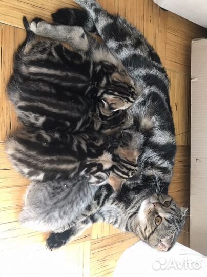 Шотландская