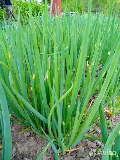 Лук зимняк и чистотел