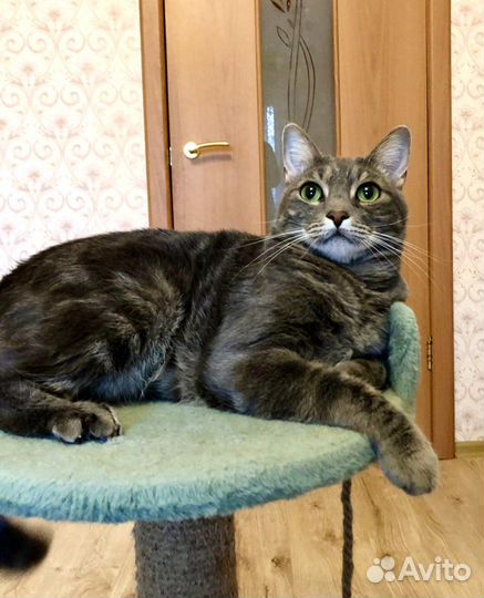 Метис бенгала в добрые руки