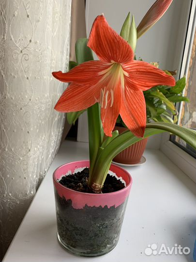 Гиппиаструм