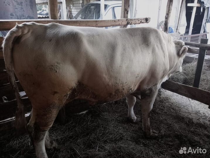 Быки на мясо