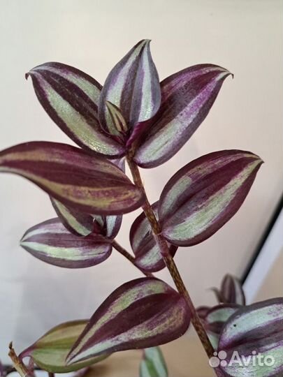 Традесканция зебрина