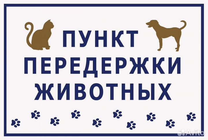 Передержка кошек и грызунов,выгул собак(вечер)