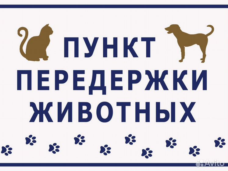 Услуги передержки животных. Собак на передержку время отпуска. Передержка животных. Услуги передержки животных. Срочно нужна передержка для собаки.