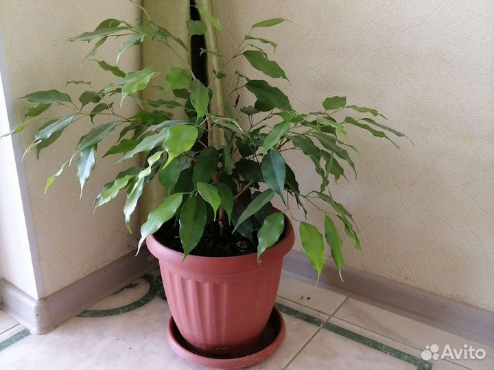 Фикус бенджамина