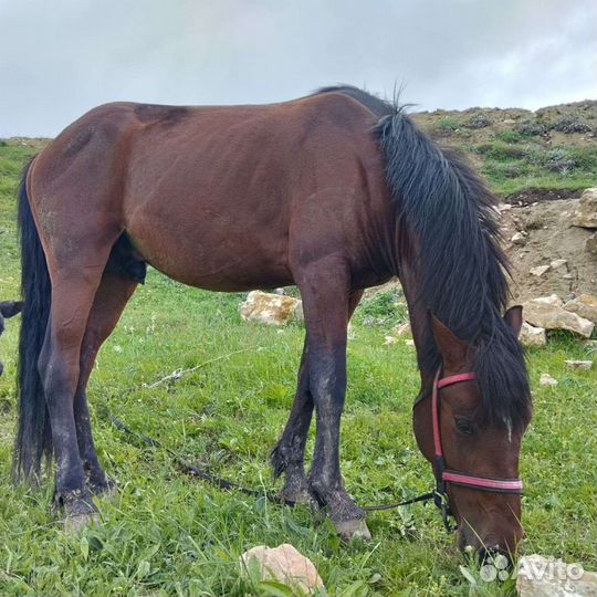 Лошадь жеребец