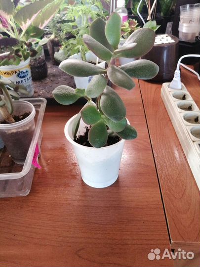 Денежное дерево