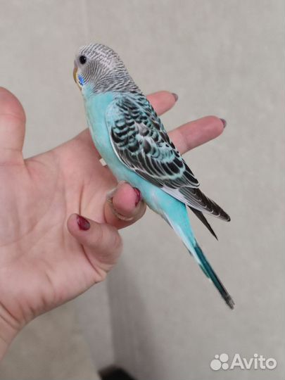 Волнистые попугаи птенчики