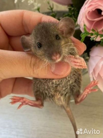 Крыса крысята дамбо. Доставка