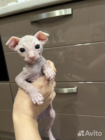 Донской сфинкс браш котята