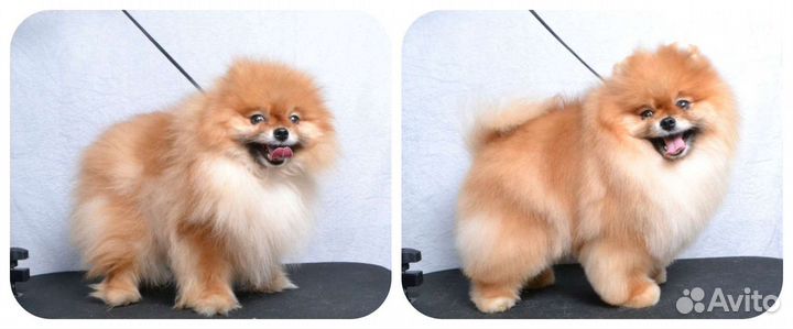 Породный груминг (стрижка) шпица