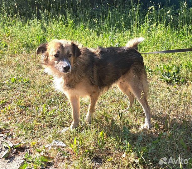 Собака в прибте