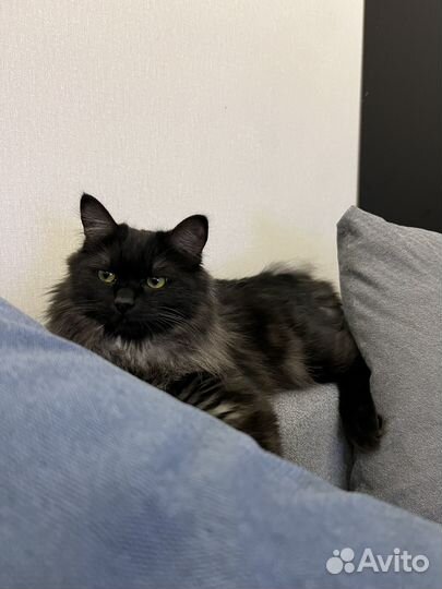 Кошка бобтейл