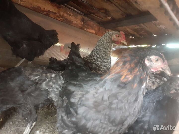 Молоденькие курочки несушки,породистые
