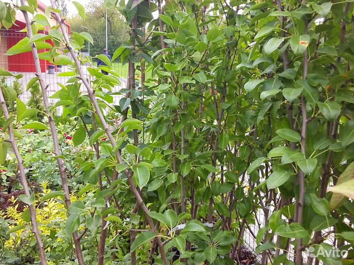 Саженцы. Плодовые деревья и кустарники