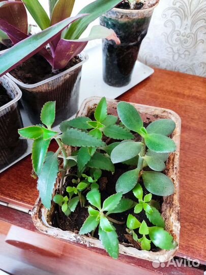 Традесканция рио, коланхоэ, алоэ столетник