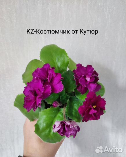 Листики фиалки