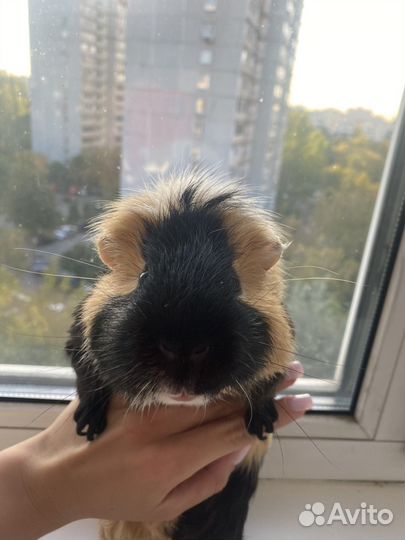 Морская свинка на вязку