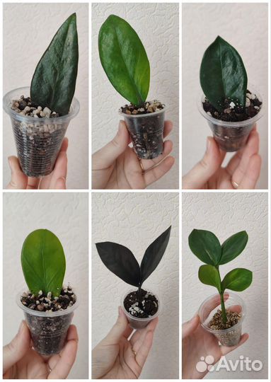 Замиокулькас