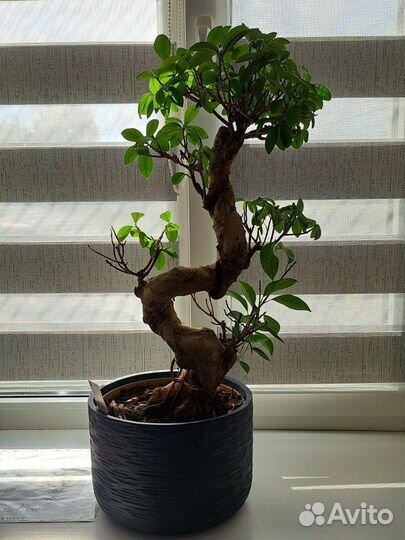 Дерево бонсай живое