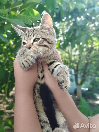 Котятки мальчик и девочка,смесь с бенгалом