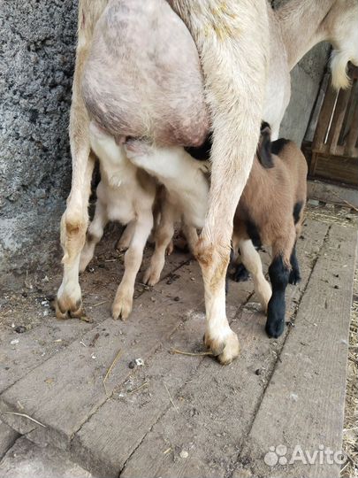 Продажа козлят