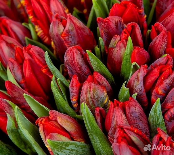 Букеты Цветы