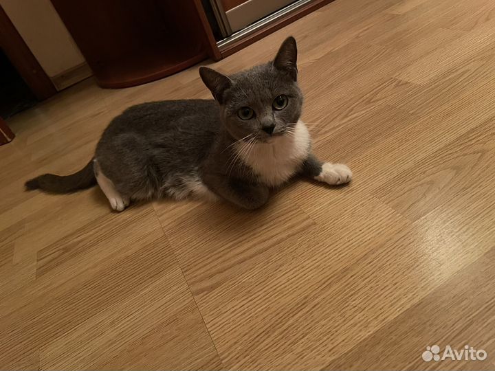 Кошка 1.5 года