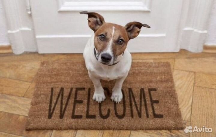 Передержка собак