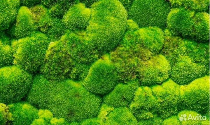 Стабилизированный ягель мох