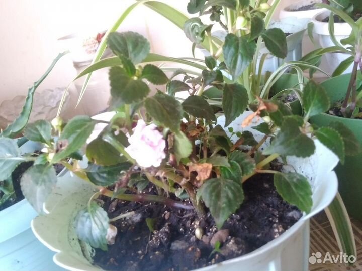 Растения для дома