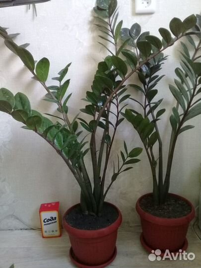 Замиокулькас