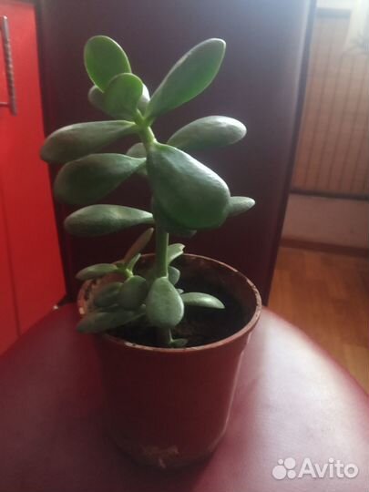 Денежное дерево