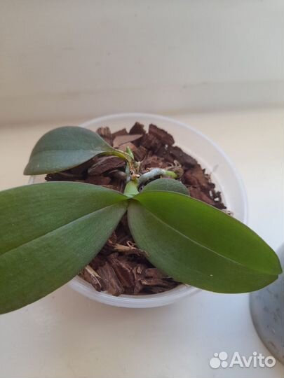 Орхидея мини марк