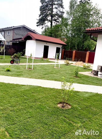 Рулонный газон 