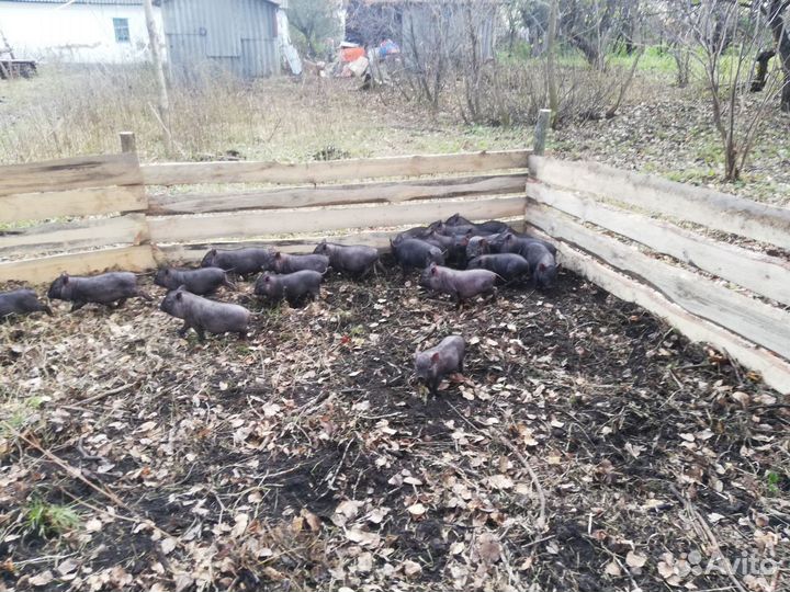 Въетнамские вислобрюхие поросята