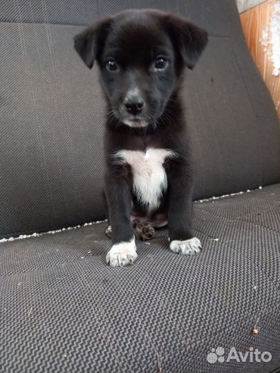 Щенки в добрые руки