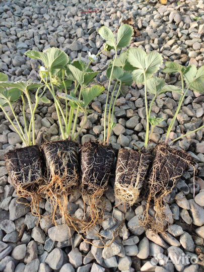 Рассада клубники